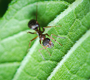Ant Identification in Dallas Texas