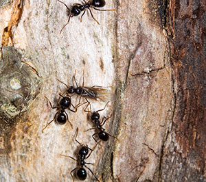 Carpenter Ants -  Things Not To Do in Dallas Texas