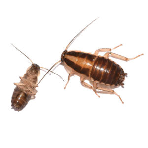 German cockroaches in Dallas TX