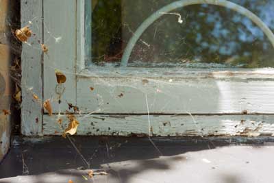 Spider Prevention Tips in Dallas Texas