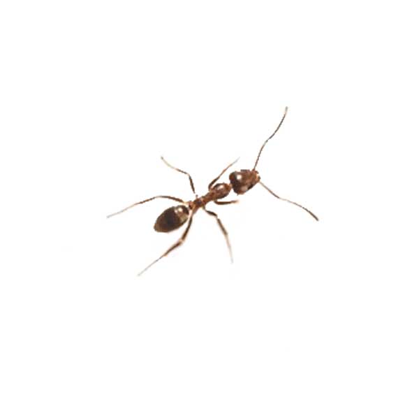 Argentine ant in Dallas TX