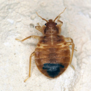 Bed bugs in Texas