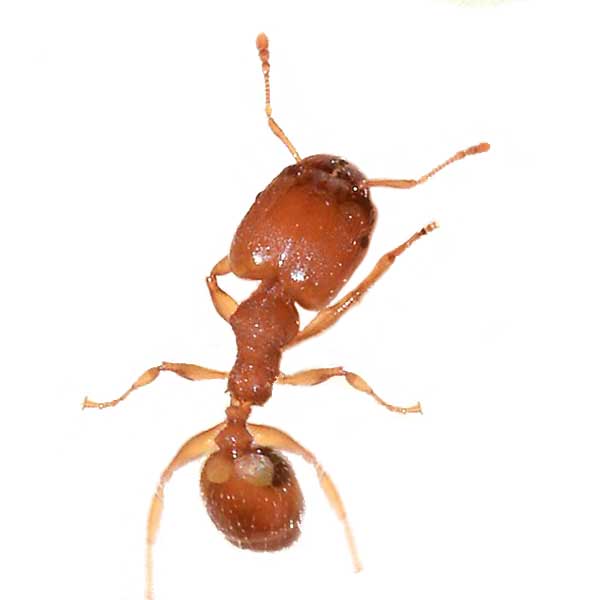 Big headed ant in Dallas TX
