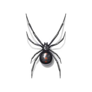 Black widow spiders in Dallas TX