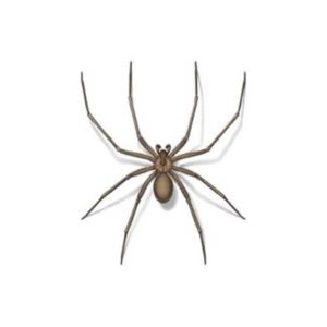 Brown recluse spiders in Dallas TX