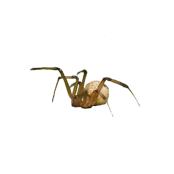 House Spider Control Services - House Spider Exterminators