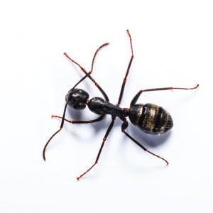 Carpenter ants in Dallas TX