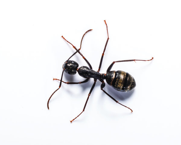 Carpenter ants in Dallas TX