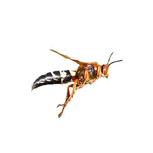 Cicada killer in Dallas TX
