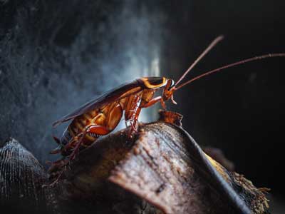 Cockroach Identification in Dallas Texas