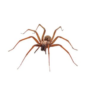 Answering Commonly Asked Questions About Black Widow Spiders In Dallas