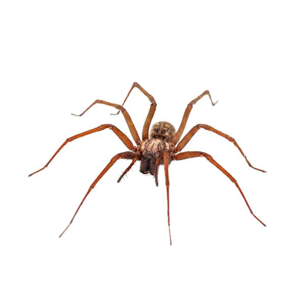 Common House Spiders: House Spider Control & Information