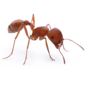 Harvester ants in Dallas TX