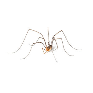 Sac Spider Identification, Habits & Behavior
