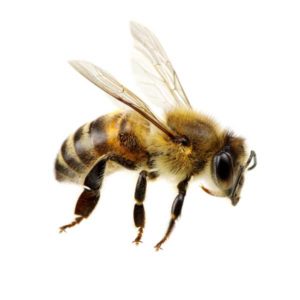 Honey bees in Dallas TX