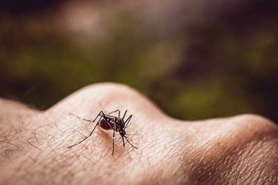 Mosquito Identification in Dallas Texas