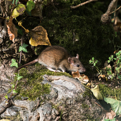 Norway Rat Identification & Behavior - Norway Rat Control