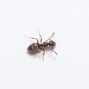 Odorous house ants in Dallas TX