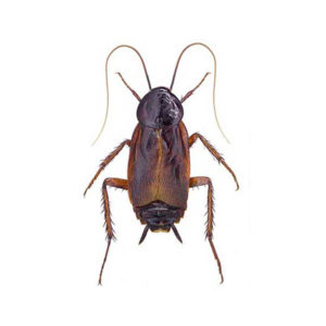 Oriental cockroaches in Dallas TX