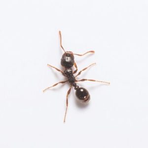 Pavement ants in Dallas TX