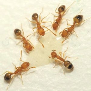 Pharaoh ants in Texas
