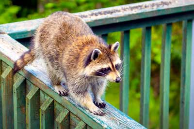 Prevent Wildlife from Entering Your Home in Dallas Texas