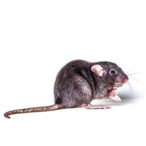 Rat and Mice Identification in Dallas Texas