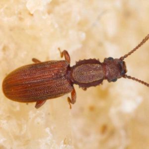 Sawtoothed grain beetles in Dallas TX