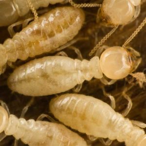 Subterranean Termites in Dallas By Rentokil Pest Control