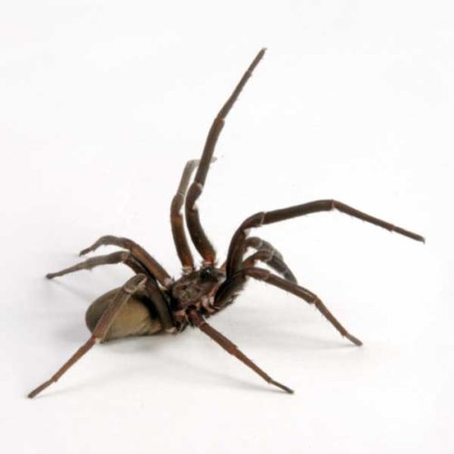 Cellar Spider Identification & Behavior - Cellar Spider Control