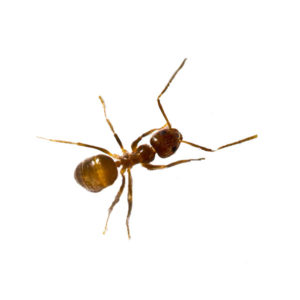 Tawny crazy ants in Dallas TX