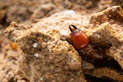 Termite Identification in Dallas Texas