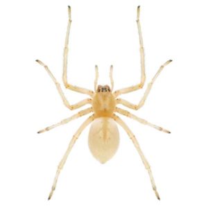 Daddy Long Leg Spider Identification & Behavior