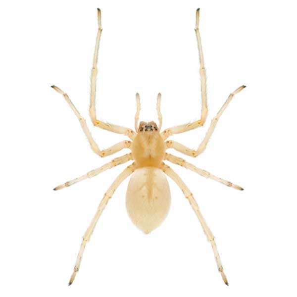 Spider Identification, Habits & Behavior