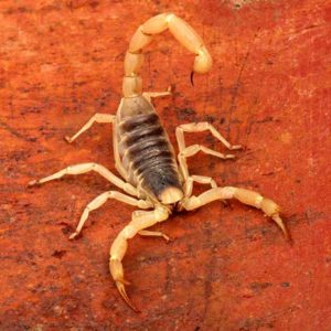 Desert Hairy Scorpion in Dallas and Fort Worth TX