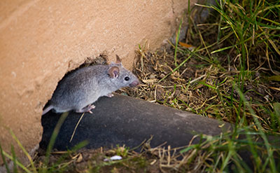 Rodent Exclusion Services by Rentokil in Dallas TX