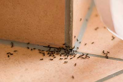 Signs of ant infestation in Dallas TX by Rentokil Pest Control