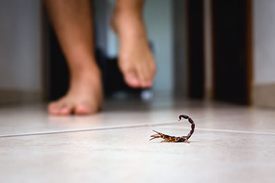 How Dangerousare Scorpion Stings? in Dallas Texas