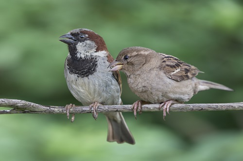 Two sparrows sitting on a tree branch