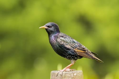 Starling sitting on a stump
