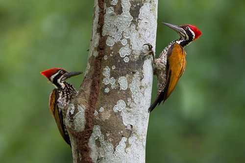 Two woodpeckers on the side of a tree